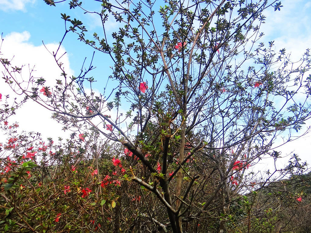 二子坪面天山 (2).jpg