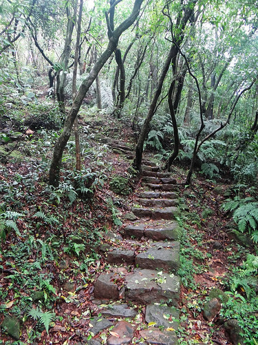 擎天崗風櫃嘴‧秋漾芒花 (23).jpg