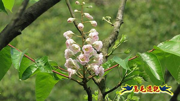 三貂嶺三層瀑布、中坑、柴寮古道連走至猴硐 (42).jpg