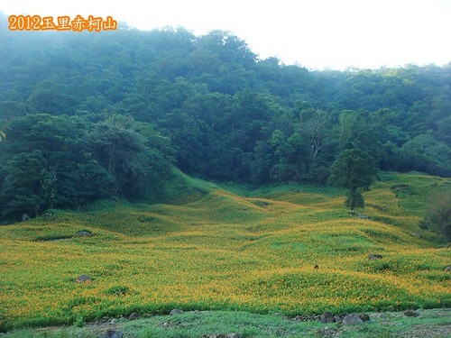 玉里赤柯山 (81).jpg