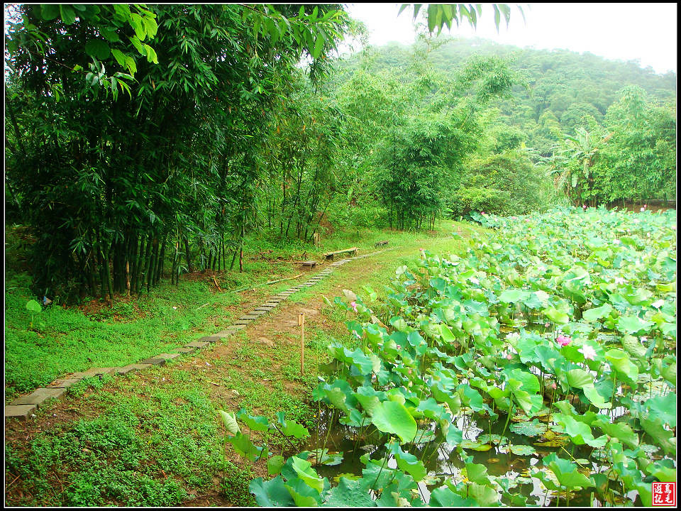 大埤蓮花小徑.jpg