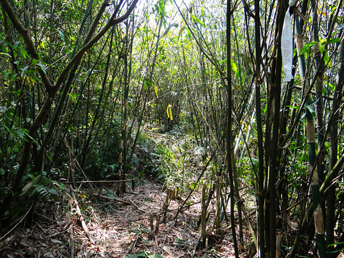 泰安瀑布旗尾崙姜子寮百福公園 (28).jpg