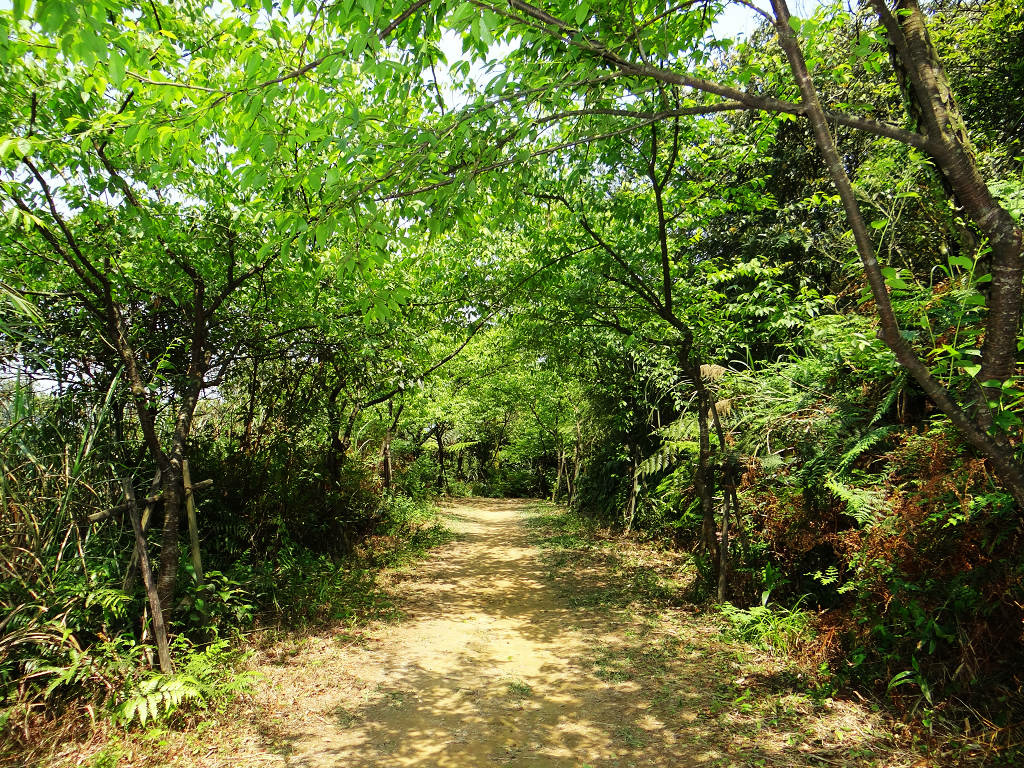 泰安瀑布旗尾崙姜子寮百福公園 (54).jpg