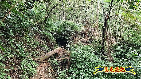 嶺腳車站至柴橋坑山、姜南山縱走去回 (13).jpg