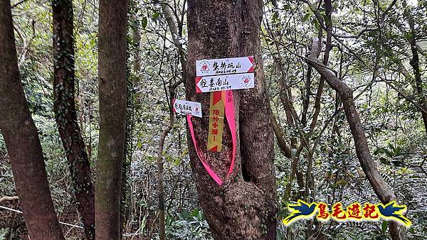 嶺腳車站至柴橋坑山、姜南山縱走去回 (37).jpg