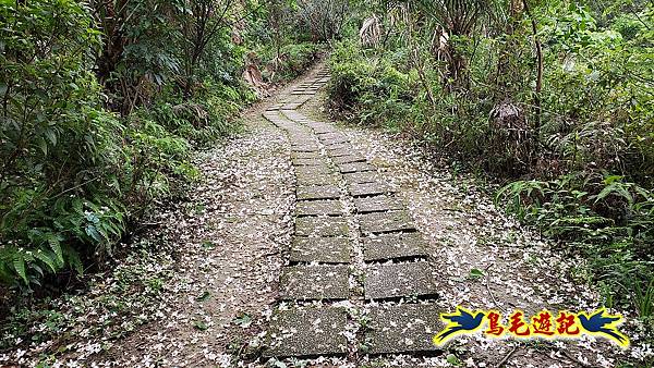 小南港山桐花步道 (16).jpg