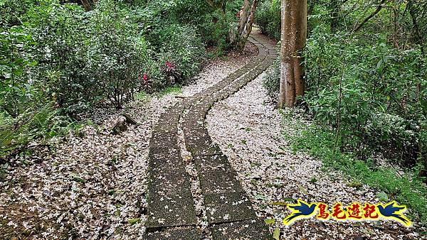 小南港山桐花步道 (19).jpg