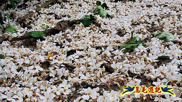 小南港山桐花步道 (25).jpg