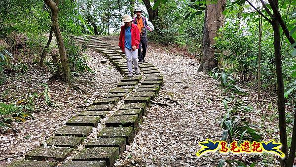 小南港山桐花步道 (26).jpg