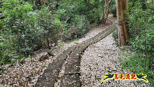 小南港山桐花步道 (32).jpg