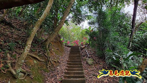 小南港山桐花步道 (30).jpg