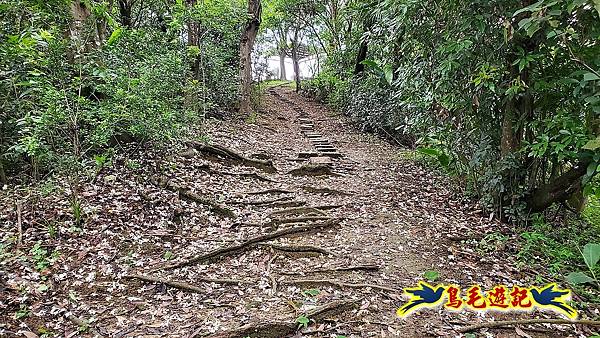 小南港山桐花步道 (33).jpg