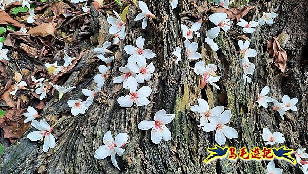 四腳亭砲台·桐花步道 (8).jpg