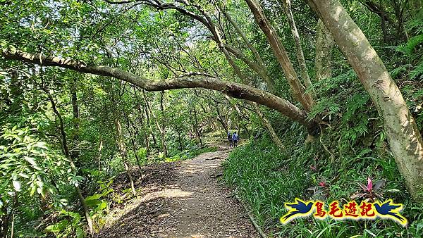 汐止內溝山步道(內溝山-油桐嶺-內溝山北峰-老鷲尖山-老鷲尖山南峰-翠湖O形) (4).jpg 汐止內溝山步道(內溝山-油桐嶺-內溝山北峰-老鷲尖山-老鷲尖山南峰-翠湖O形) (4).jpg