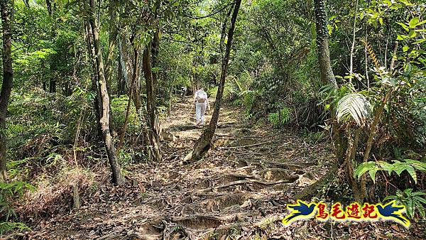 汐止內溝山步道(內溝山-油桐嶺-內溝山北峰-老鷲尖山-老鷲尖山南峰-翠湖O形) (6).jpg