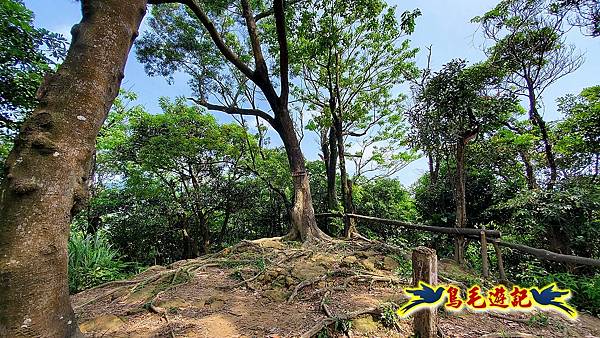 汐止內溝山步道(內溝山-油桐嶺-內溝山北峰-老鷲尖山-老鷲尖山南峰-翠湖O形) (11).jpg