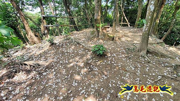 汐止內溝山步道(內溝山-油桐嶺-內溝山北峰-老鷲尖山-老鷲尖山南峰-翠湖O形) (17).jpg