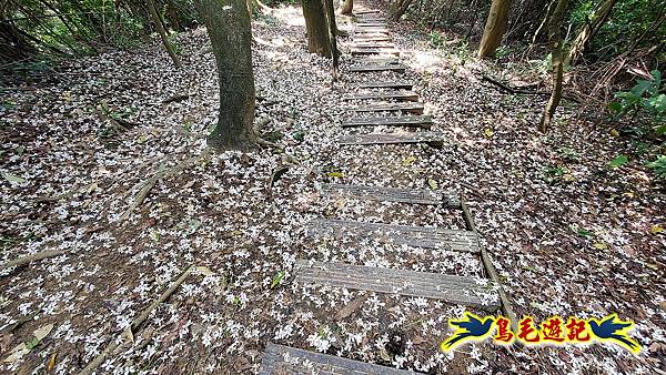 汐止內溝山步道(內溝山-油桐嶺-內溝山北峰-老鷲尖山-老鷲尖山南峰-翠湖O形) (19).jpg