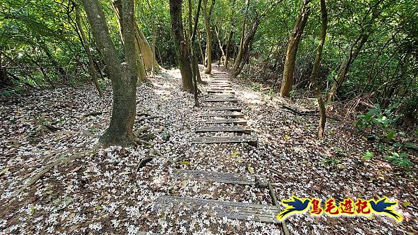 汐止內溝山步道(內溝山-油桐嶺-內溝山北峰-老鷲尖山-老鷲尖山南峰-翠湖O形) (20).jpg 汐止內溝山步道(內溝山-油桐嶺-內溝山北峰-老鷲尖山-老鷲尖山南峰-翠湖O形) (20).jpg