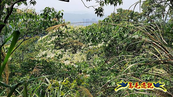 汐止內溝山步道(內溝山-油桐嶺-內溝山北峰-老鷲尖山-老鷲尖山南峰-翠湖O形) (24).jpg