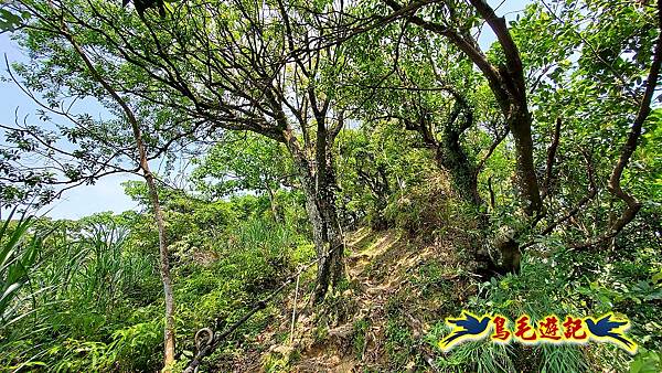 汐止內溝山步道(內溝山-油桐嶺-內溝山北峰-老鷲尖山-老鷲尖山南峰-翠湖O形) (25).jpg