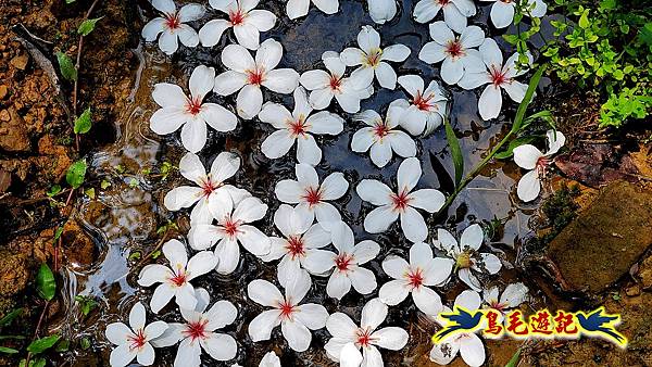 汐止內溝山步道(內溝山-油桐嶺-內溝山北峰-老鷲尖山-老鷲尖山南峰-翠湖O形) (26).jpg 汐止內溝山步道(內溝山-油桐嶺-內溝山北峰-老鷲尖山-老鷲尖山南峰-翠湖O形) (26).jpg