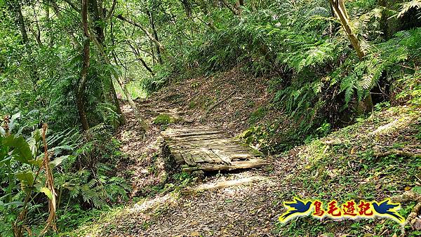 汐止內溝山步道(內溝山-油桐嶺-內溝山北峰-老鷲尖山-老鷲尖山南峰-翠湖O形) (28).jpg 汐止內溝山步道(內溝山-油桐嶺-內溝山北峰-老鷲尖山-老鷲尖山南峰-翠湖O形) (28).jpg