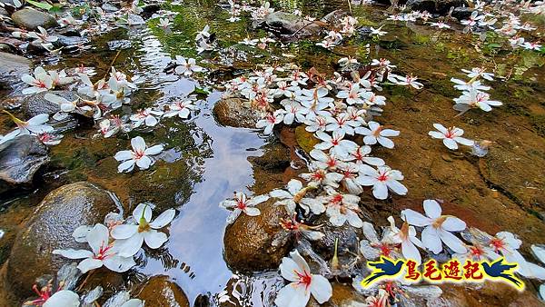汐止內溝山步道(內溝山-油桐嶺-內溝山北峰-老鷲尖山-老鷲尖山南峰-翠湖O形) (29).jpg