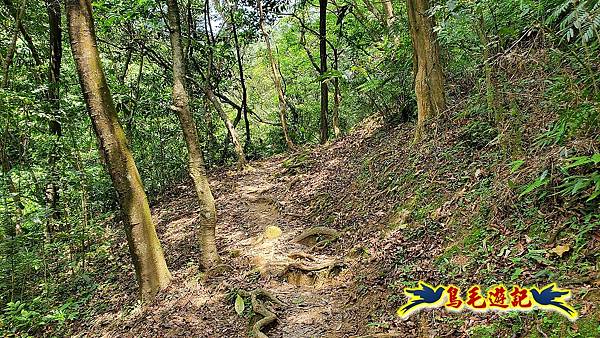 汐止內溝山步道(內溝山-油桐嶺-內溝山北峰-老鷲尖山-老鷲尖山南峰-翠湖O形) (27).jpg