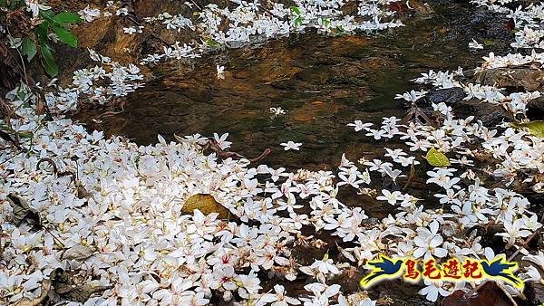 汐止內溝山步道(內溝山-油桐嶺-內溝山北峰-老鷲尖山-老鷲尖山南峰-翠湖O形) (32).jpg 汐止內溝山步道(內溝山-油桐嶺-內溝山北峰-老鷲尖山-老鷲尖山南峰-翠湖O形) (32).jpg