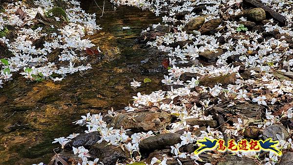汐止內溝山步道(內溝山-油桐嶺-內溝山北峰-老鷲尖山-老鷲尖山南峰-翠湖O形) (34).jpg