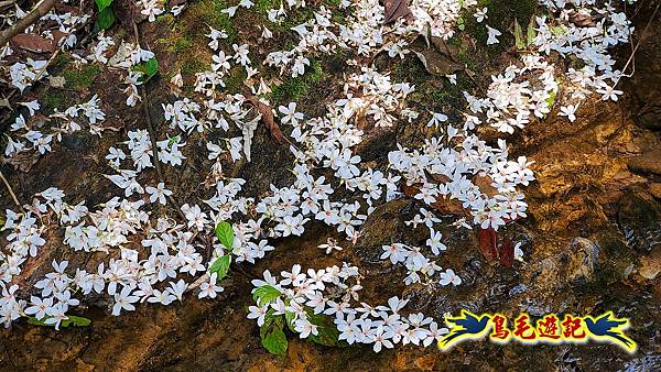 汐止內溝山步道(內溝山-油桐嶺-內溝山北峰-老鷲尖山-老鷲尖山南峰-翠湖O形) (35).jpg 汐止內溝山步道(內溝山-油桐嶺-內溝山北峰-老鷲尖山-老鷲尖山南峰-翠湖O形) (35).jpg