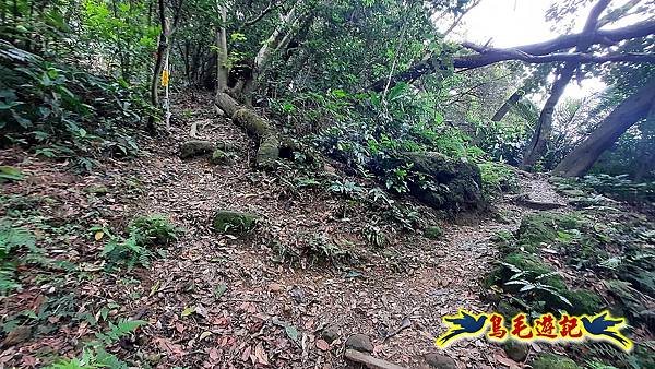 樹林大同山-尖棟山-青龍嶺-南寮福德宮 (7).jpg