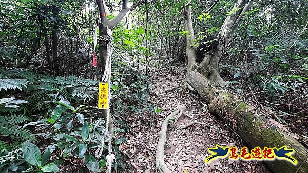 樹林大同山-尖棟山-青龍嶺-南寮福德宮 (8).jpg