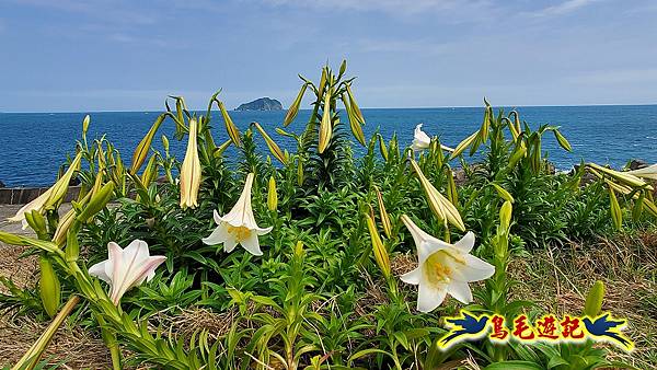 八斗子潮境公園(百合花季)-濱海秘境-望幽谷步道 (10).jpg