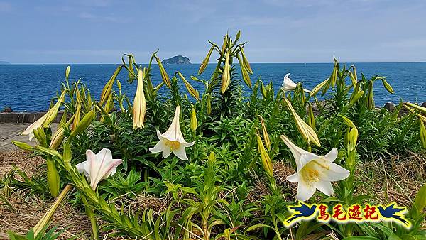 八斗子潮境公園(百合花季)-濱海秘境-望幽谷步道 (11).jpg