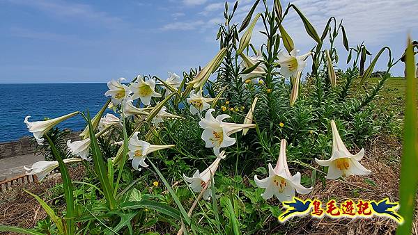 八斗子潮境公園(百合花季)-濱海秘境-望幽谷步道 (12).jpg