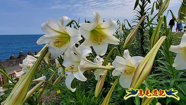 八斗子潮境公園(百合花季)-濱海秘境-望幽谷步道 (13).jpg