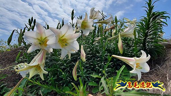 八斗子潮境公園(百合花季)-濱海秘境-望幽谷步道 (14).jpg