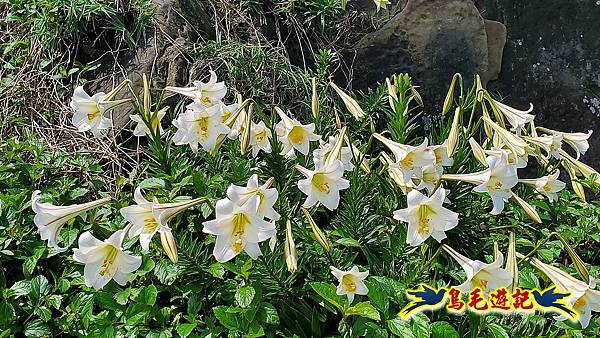 八斗子潮境公園(百合花季)-濱海秘境-望幽谷步道 (17).jpg