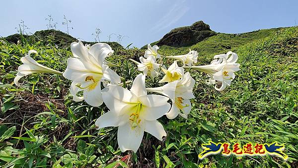 八斗子潮境公園(百合花季)-濱海秘境-望幽谷步道 (36).jpg