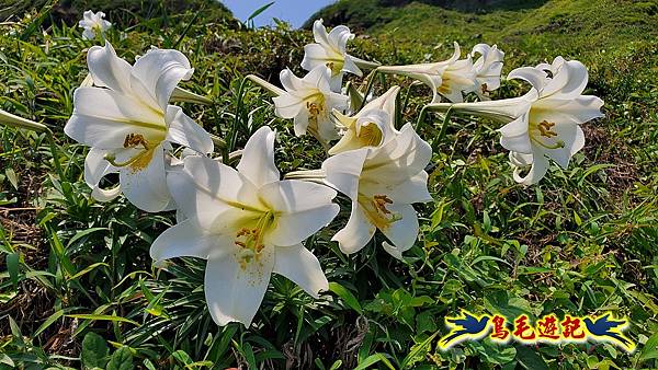 八斗子潮境公園(百合花季)-濱海秘境-望幽谷步道 (37).jpg