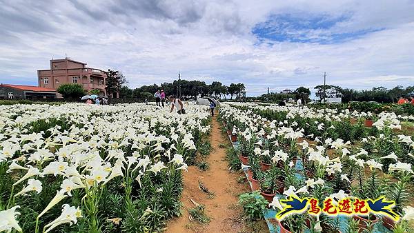 桃園白千層鐵炮百合花海 (2).jpg