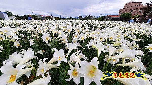 桃園白千層鐵炮百合花海 (4).jpg