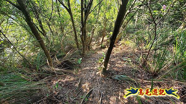 碧山巖-白石湖-龍船岩步道-鯉魚山小人國步道O形 (37).jpg