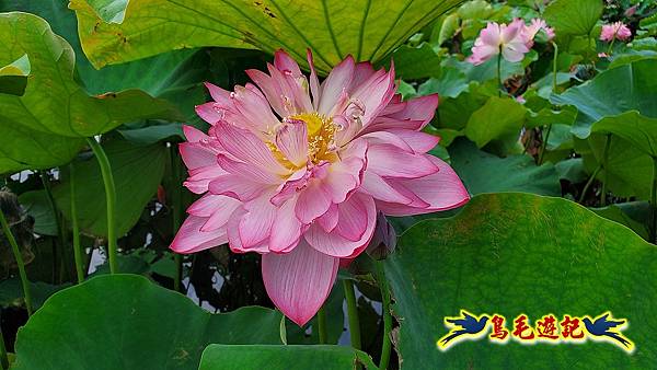 金山清水濕地-黃老伯蓮花園 (7).jpg