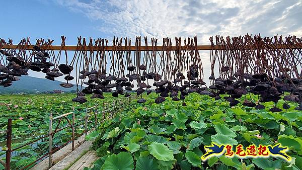 金山清水濕地-黃老伯蓮花園 (11).jpg