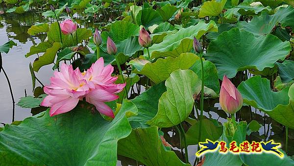 金山清水濕地-黃老伯蓮花園 (12).jpg