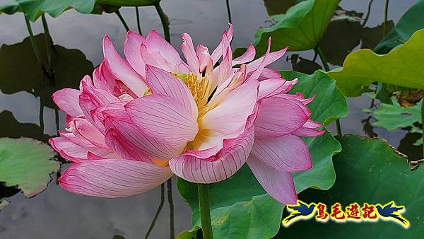 金山清水濕地-黃老伯蓮花園 (14).jpg