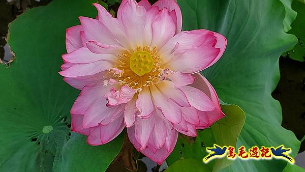 金山清水濕地-黃老伯蓮花園 (17).jpg